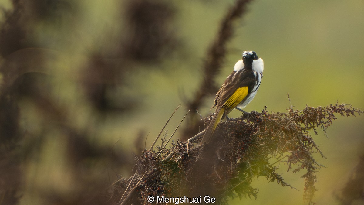 Ak Yanaklı Balkuşu - ML652197690