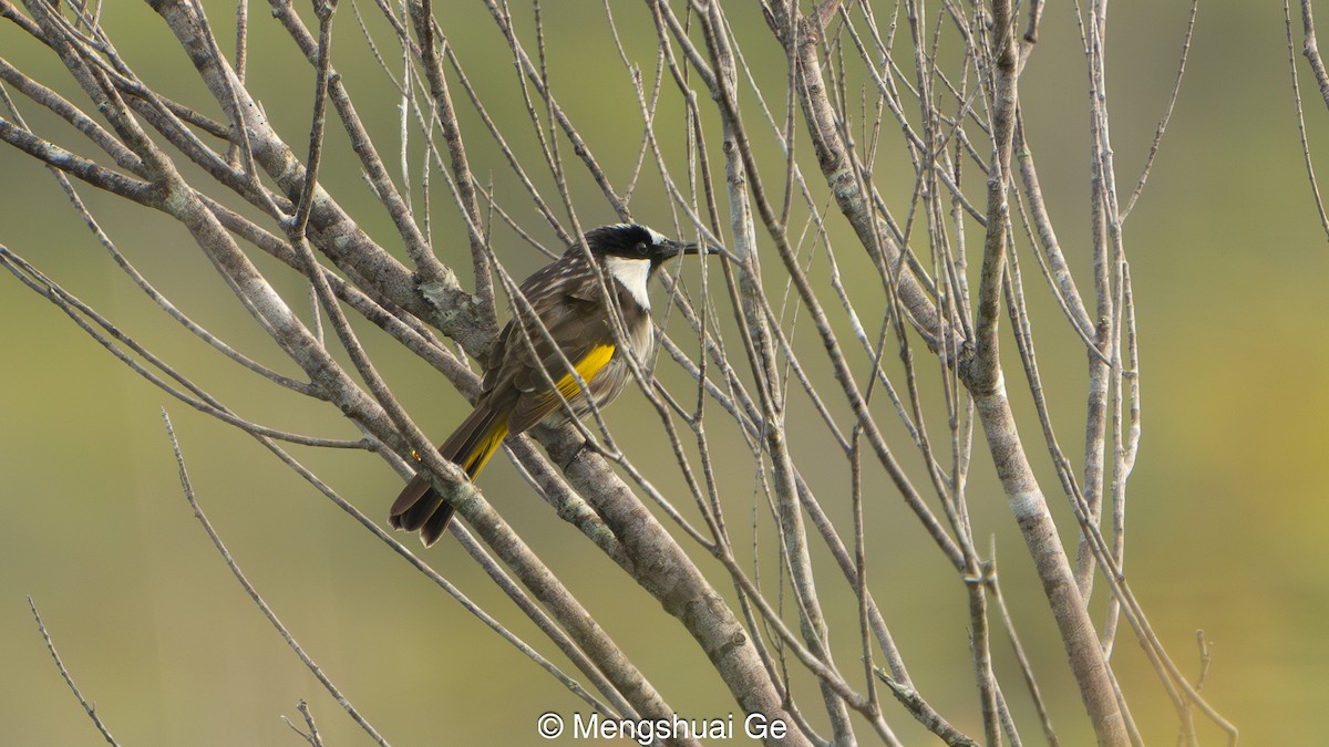 Weißwangen-Honigfresser - ML652197692