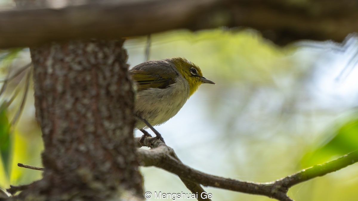 Gri Sırtlı Gözlükçü - ML652197706