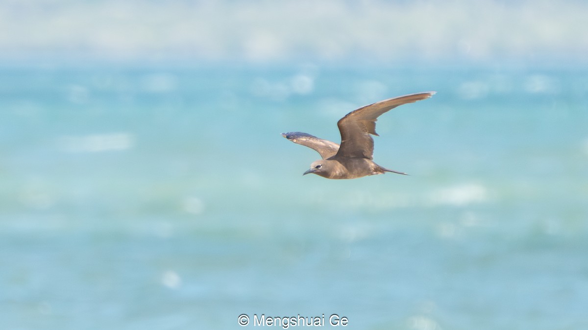 Kahverengi Nodi - ML652197713