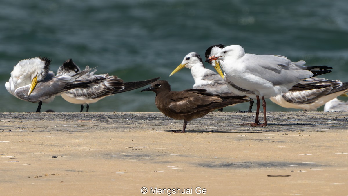 Kahverengi Nodi - ML652197714