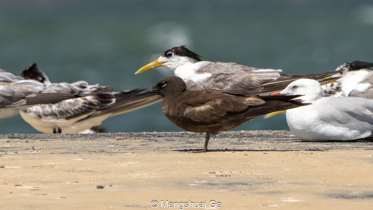 Kahverengi Nodi - ML652197715