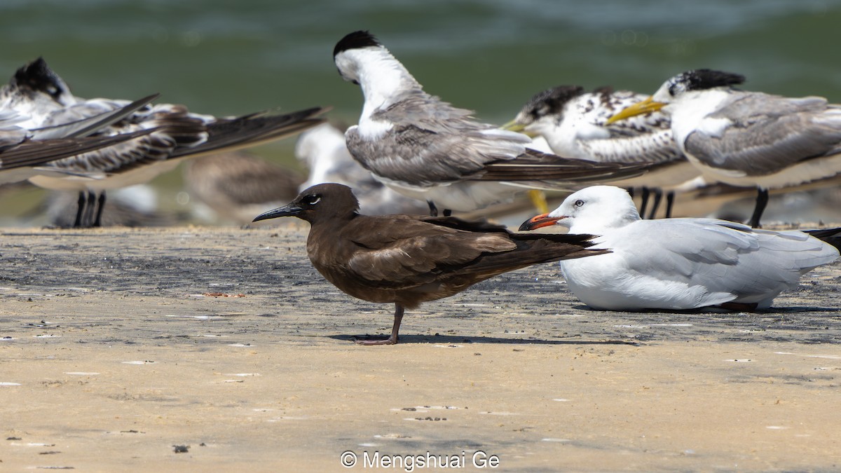 Kahverengi Nodi - ML652197716