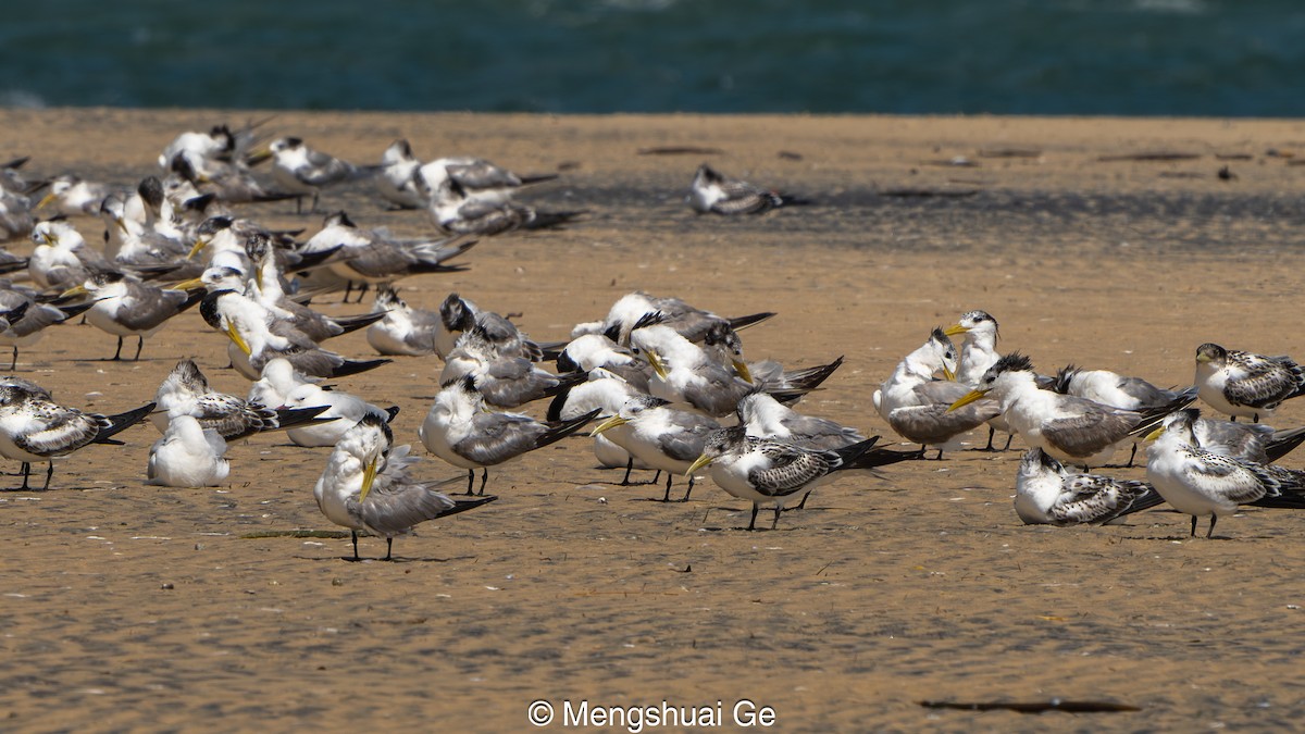 Tepeli Büyük Sumru - ML652197722