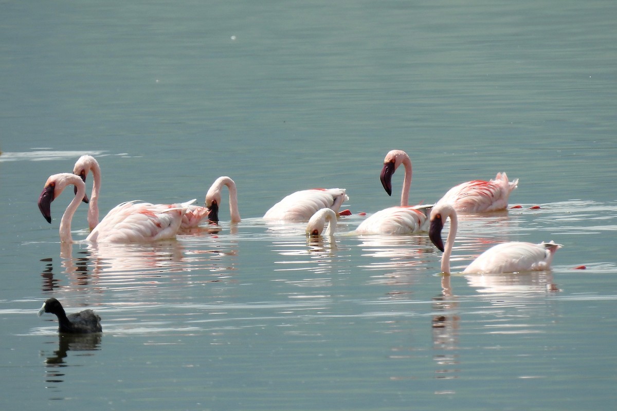 Lesser Flamingo - ML652197764