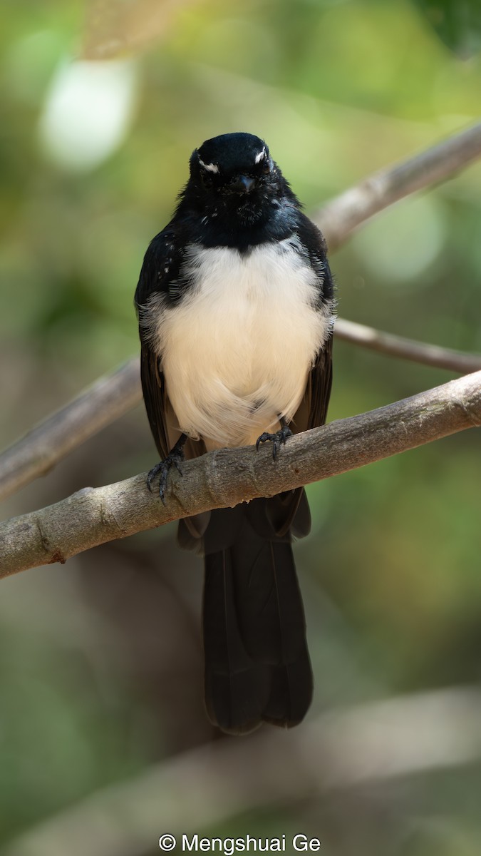 Bahçe Katmerkuyruğu - ML652197766