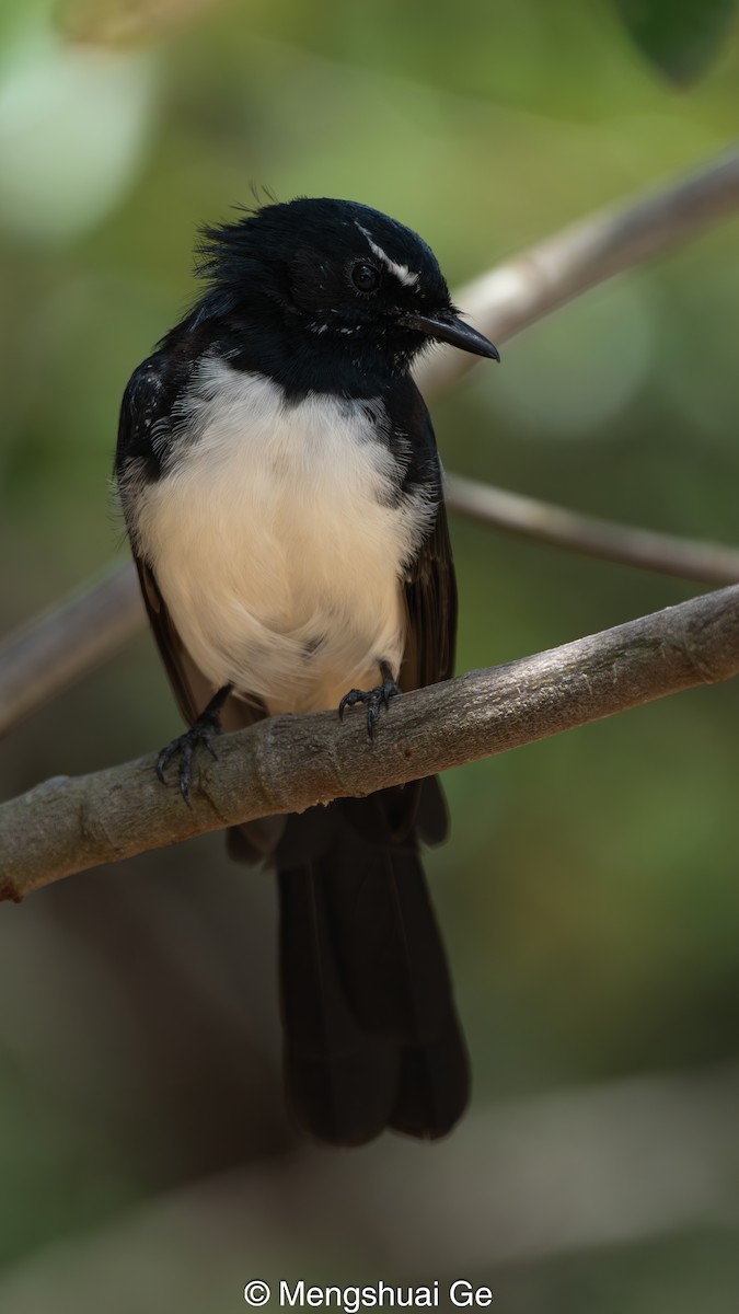 Bahçe Katmerkuyruğu - ML652197767