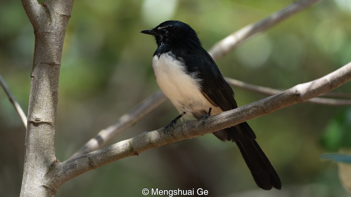 Bahçe Katmerkuyruğu - ML652197768