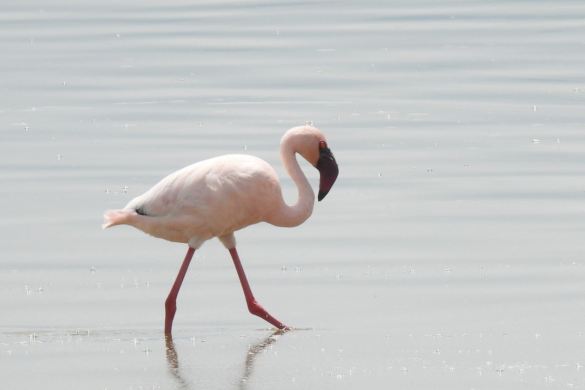 Lesser Flamingo - ML652197781