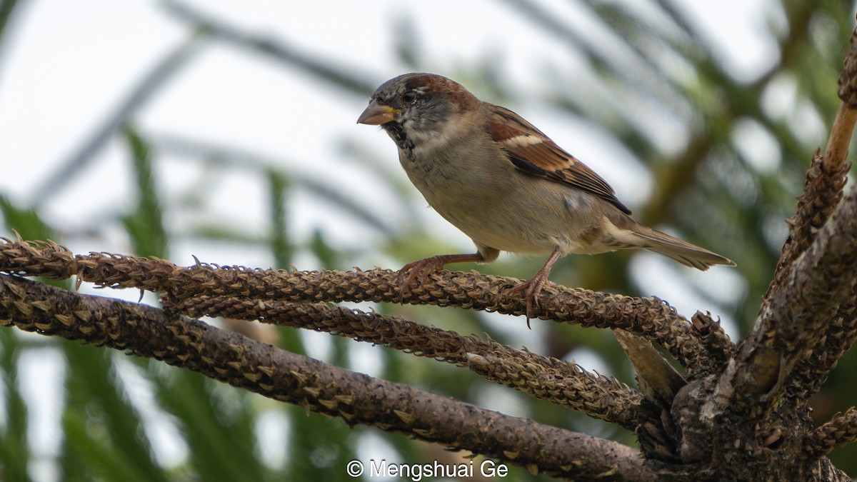 Serçe - ML652197824