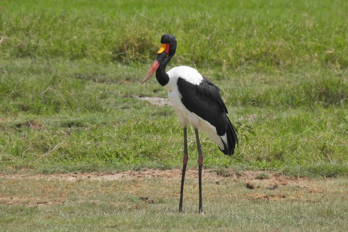 クラハシコウ - ML652197835