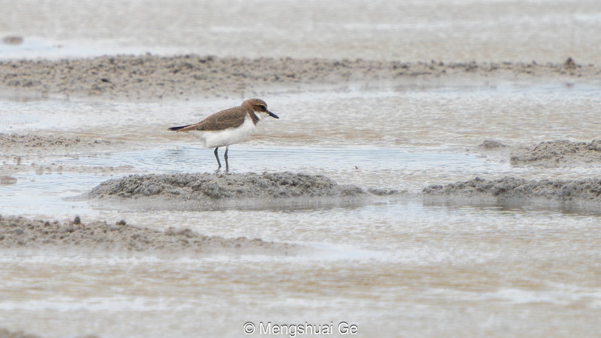 Kızıl Takkeli Cılıbıt - ML652197841