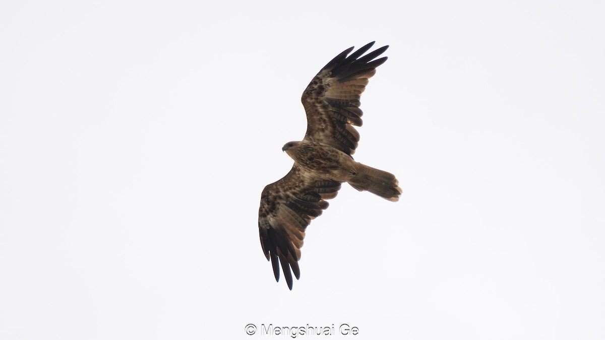 Islıkçı Çaylak - ML652197844