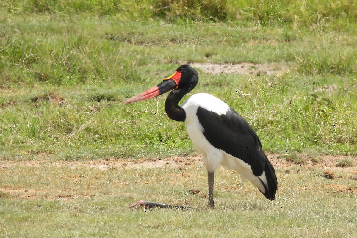 クラハシコウ - ML652197854