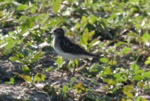 Alaska Kumkuşu - ML652198038