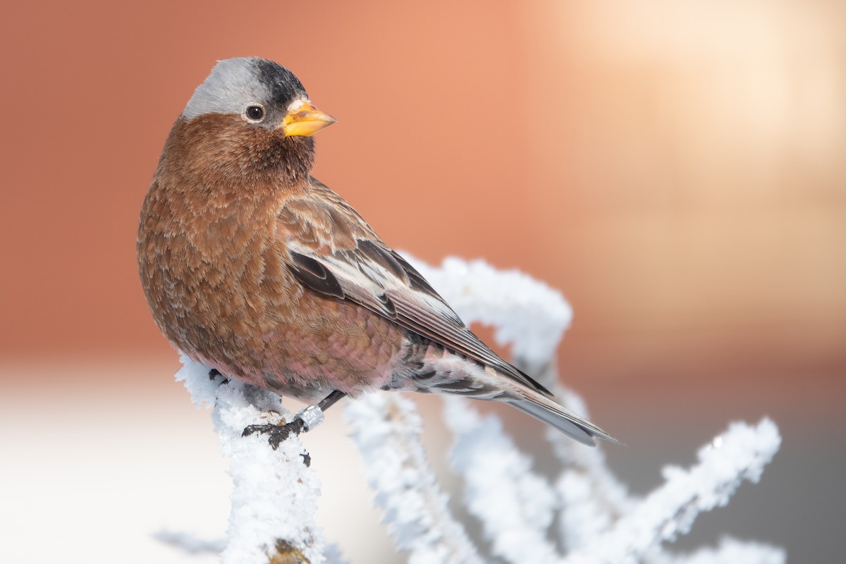 Gray-crowned Rosy-Finch - ML652198044
