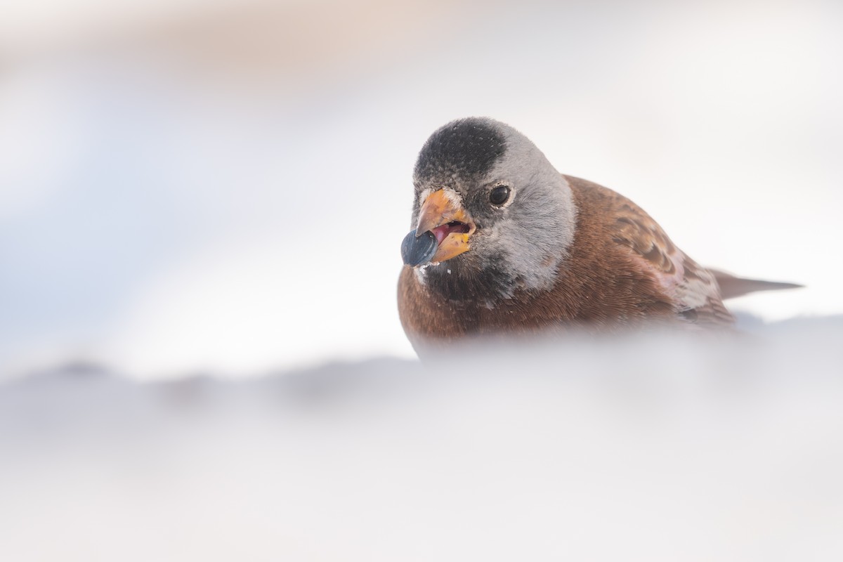 Roselin à tête grise - ML652198076