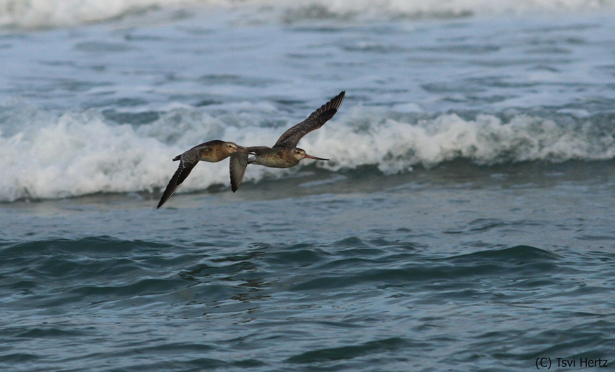 Barge rousse - ML652198258