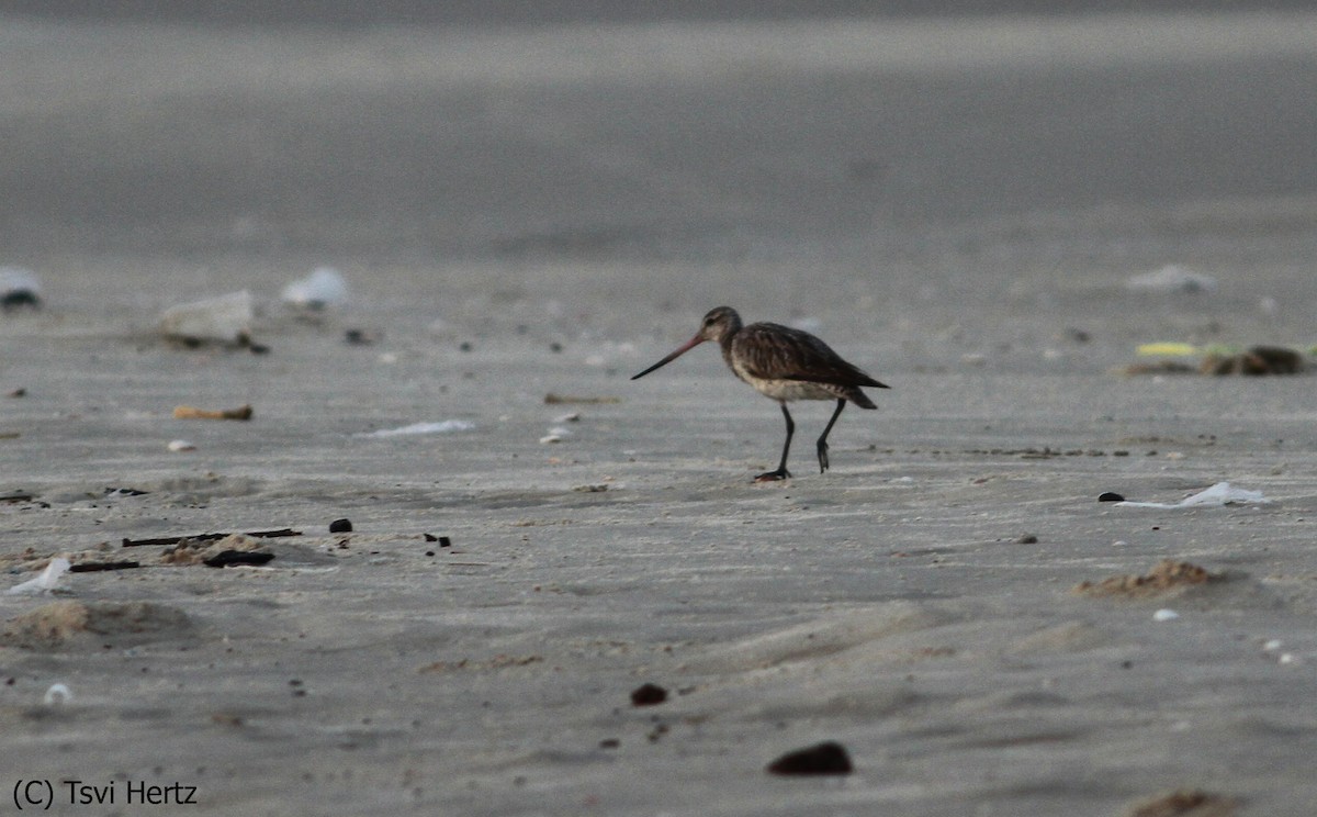 Barge rousse - ML652198259
