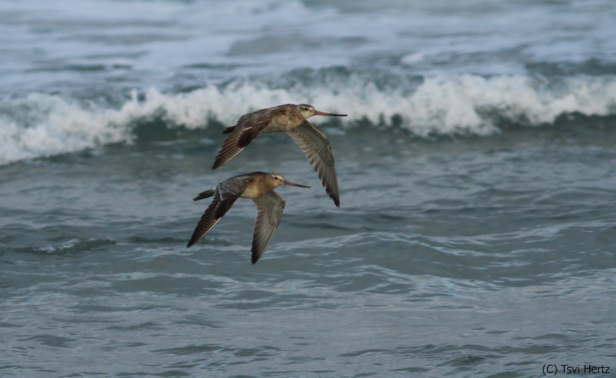 Barge rousse - ML652198260