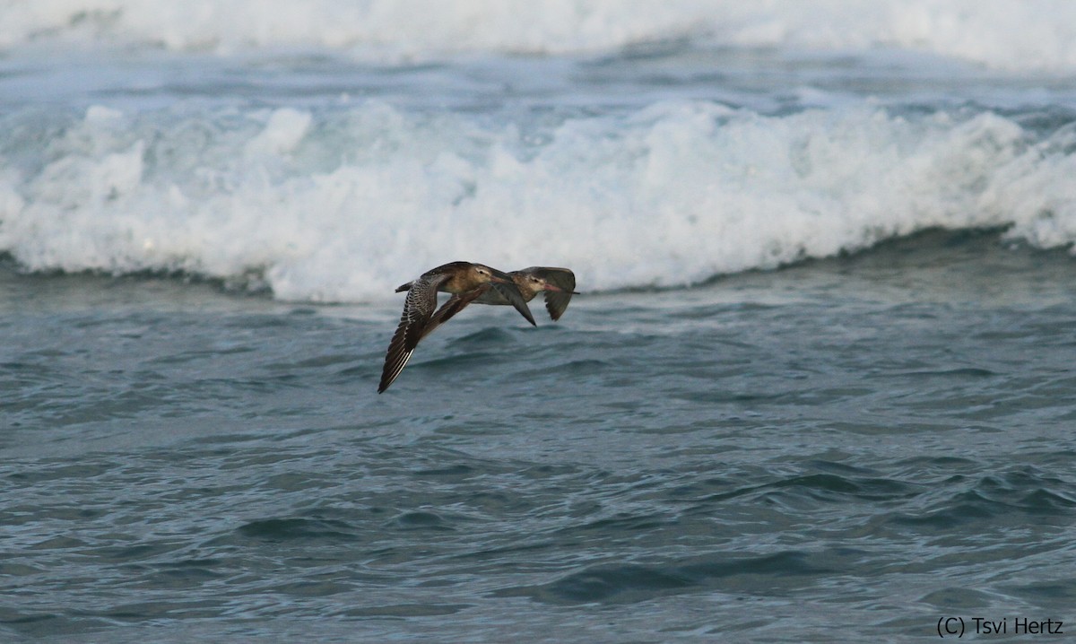 Barge rousse - ML652198261