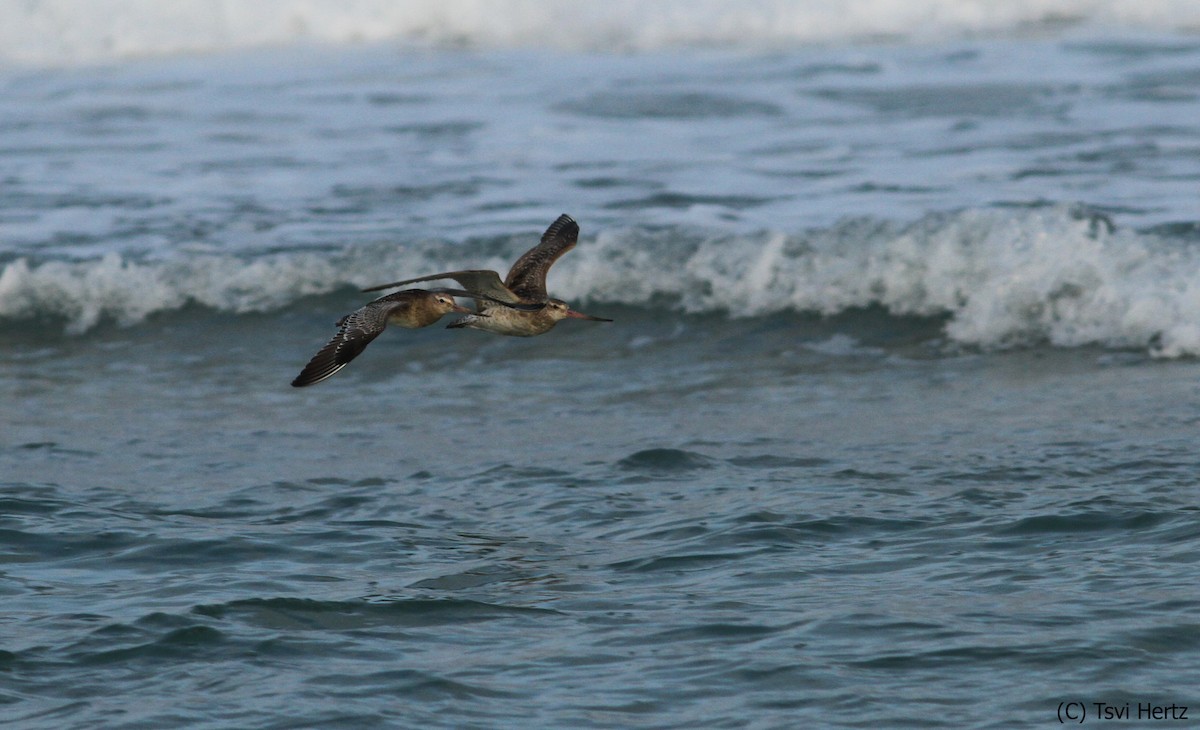 Barge rousse - ML652198262