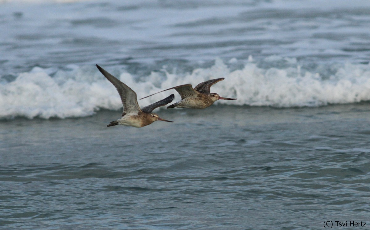 Barge rousse - ML652198263