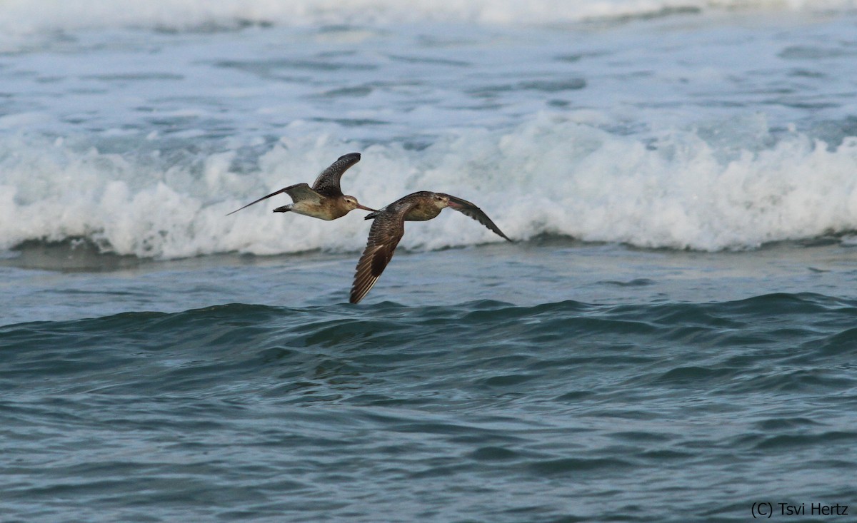 Barge rousse - ML652198264