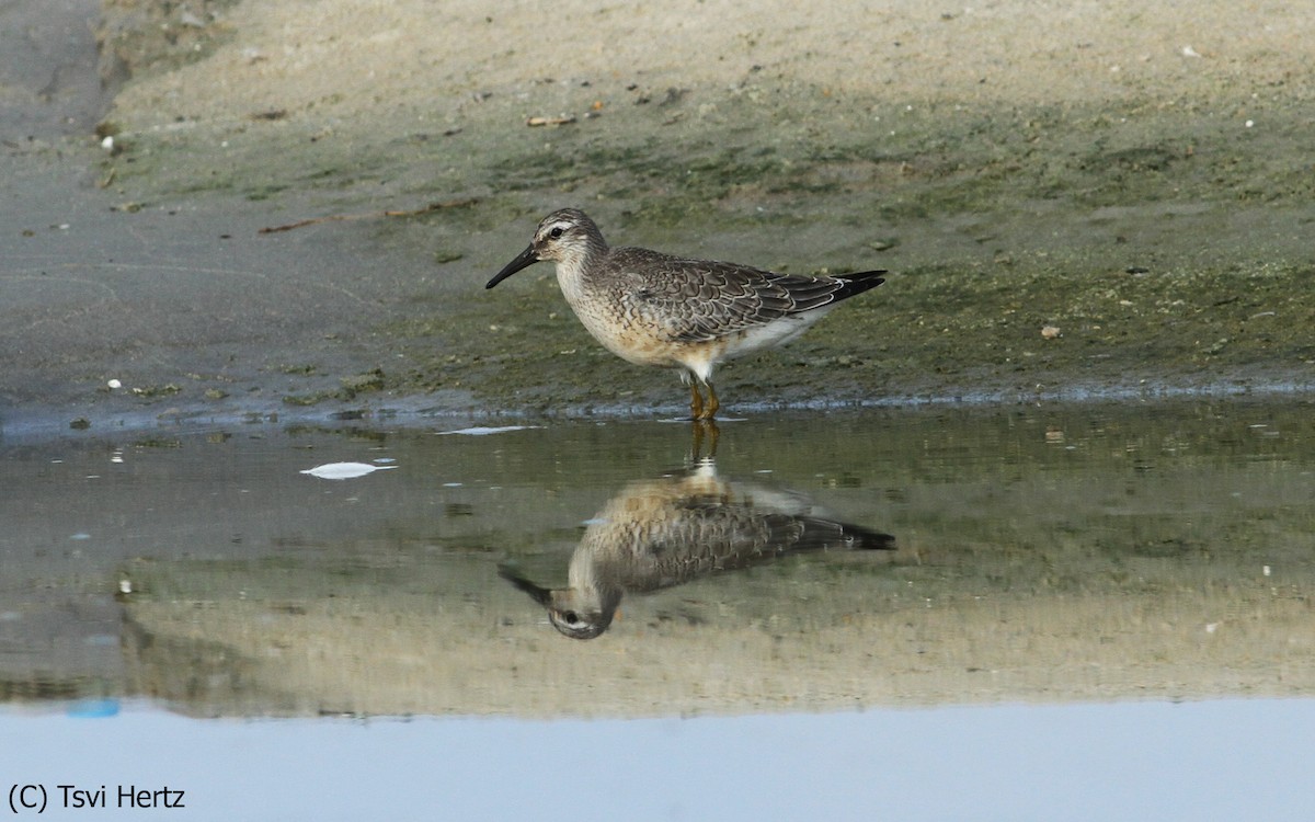 Bécasseau maubèche - ML652198274