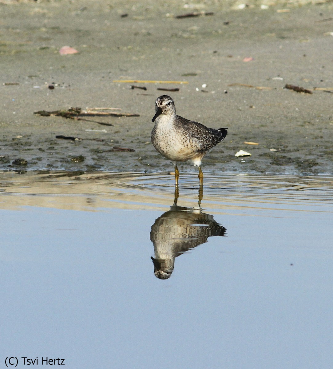 Bécasseau maubèche - ML652198275
