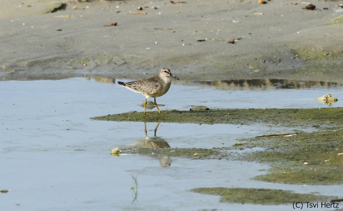 Bécasseau maubèche - ML652198276