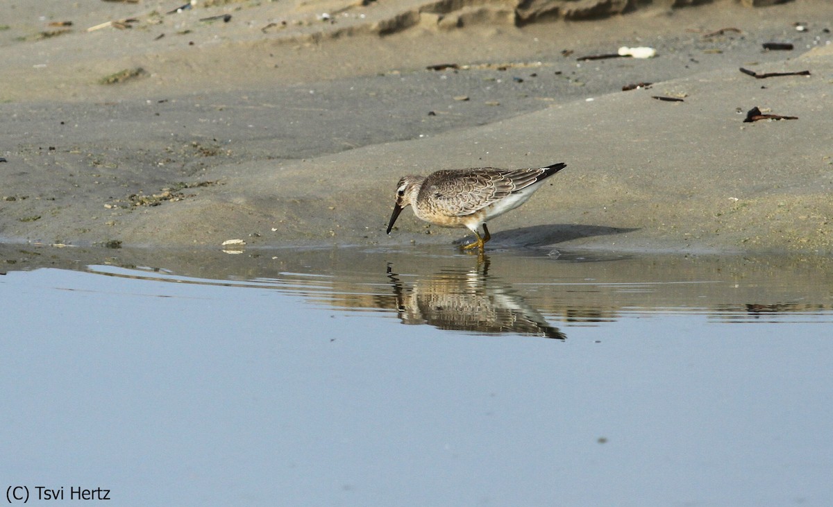 Bécasseau maubèche - ML652198277