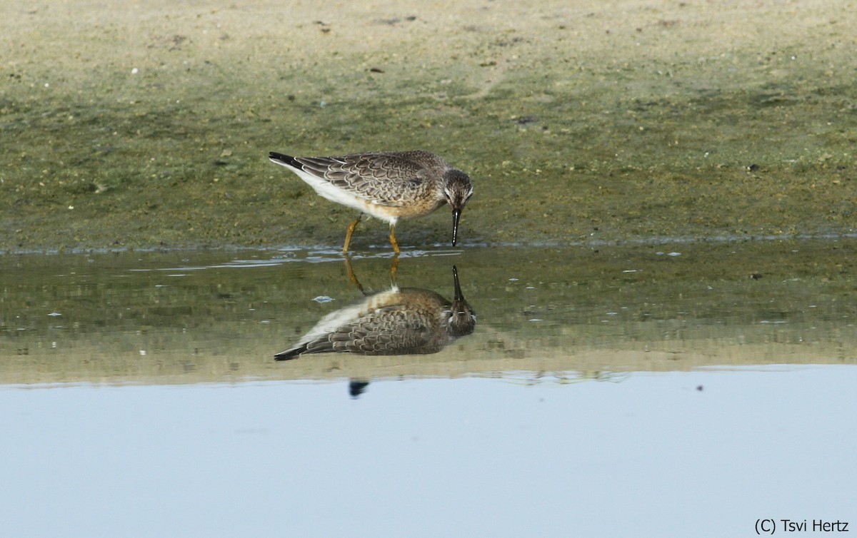 Bécasseau maubèche - ML652198279