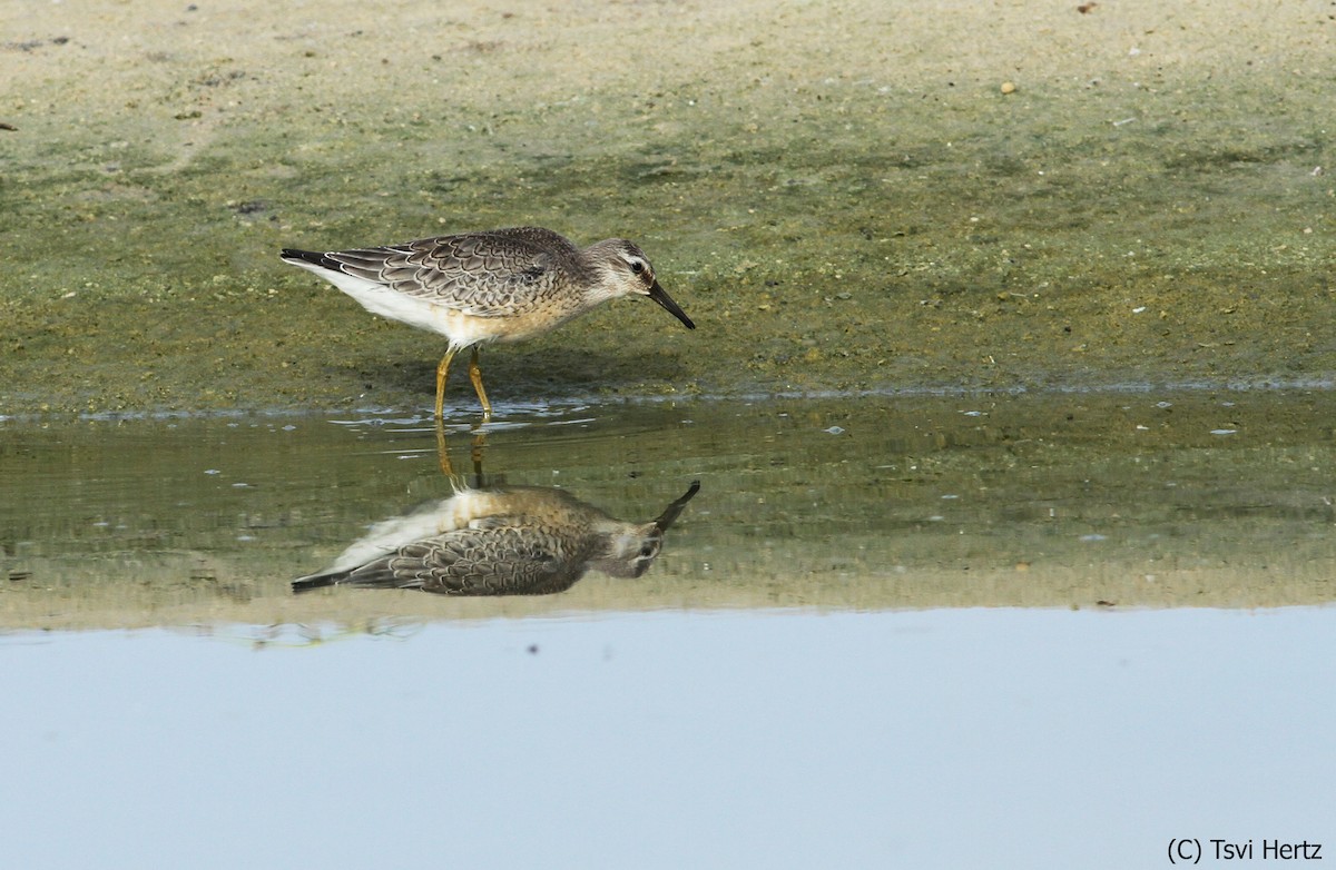 Bécasseau maubèche - ML652198280