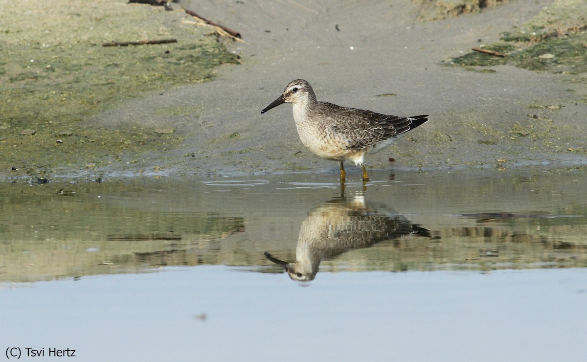 Bécasseau maubèche - ML652198281