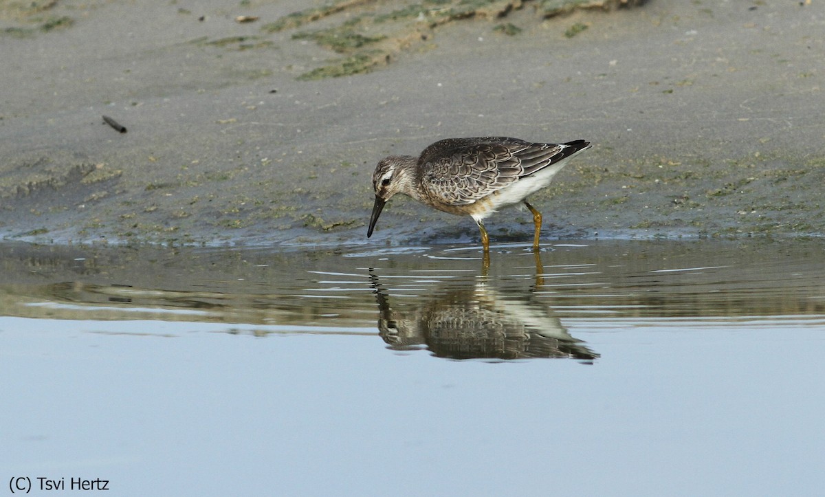 Bécasseau maubèche - ML652198282