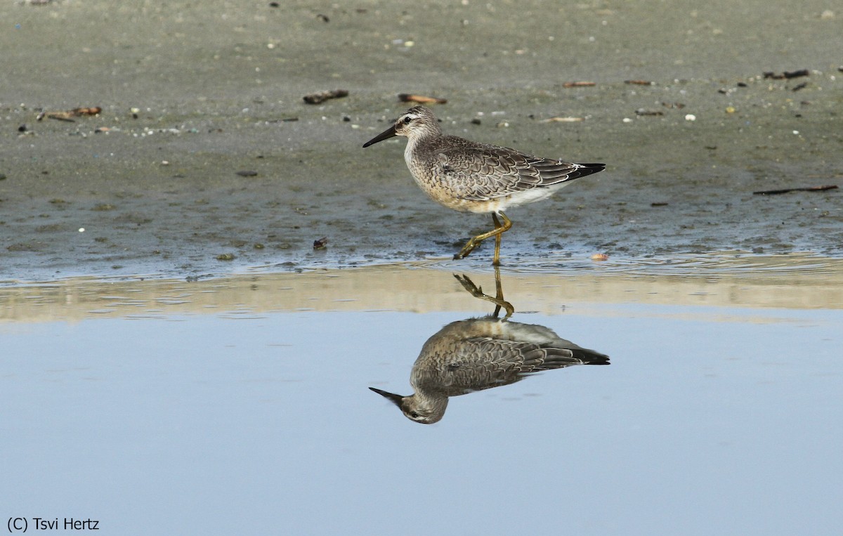 Bécasseau maubèche - ML652198283