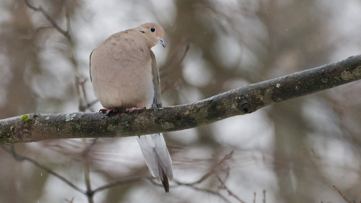 Зенаїда північна - ML652198349