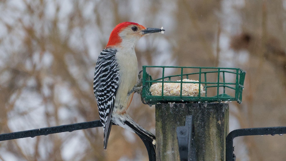 Гіла каролінська - ML652198361