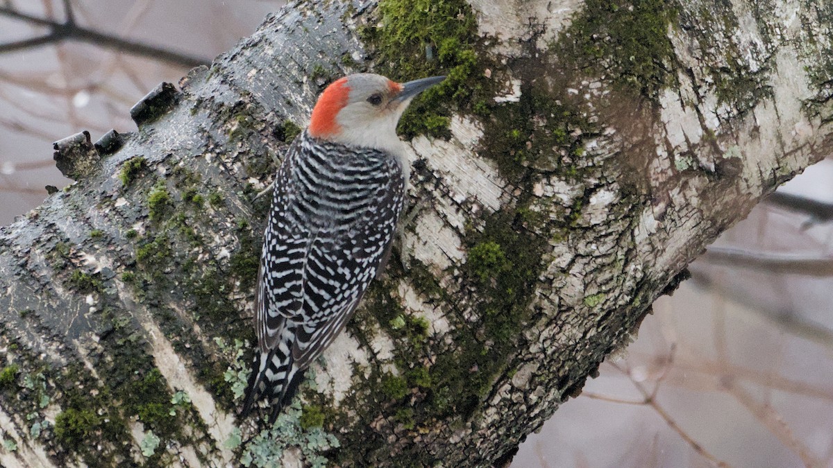 Гіла каролінська - ML652198362