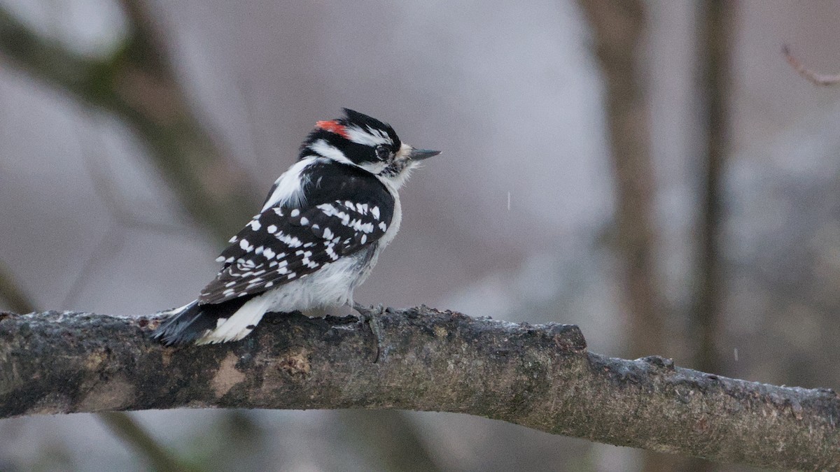 Дятел пухнастий - ML652198373