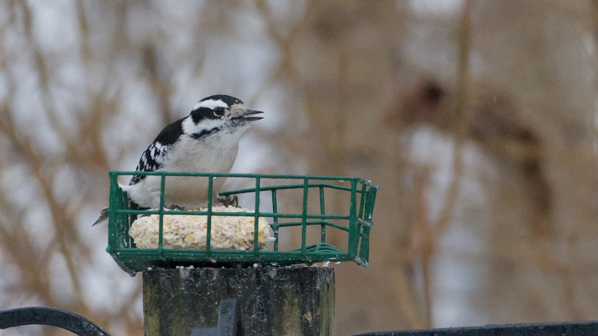 Дятел пухнастий - ML652198374