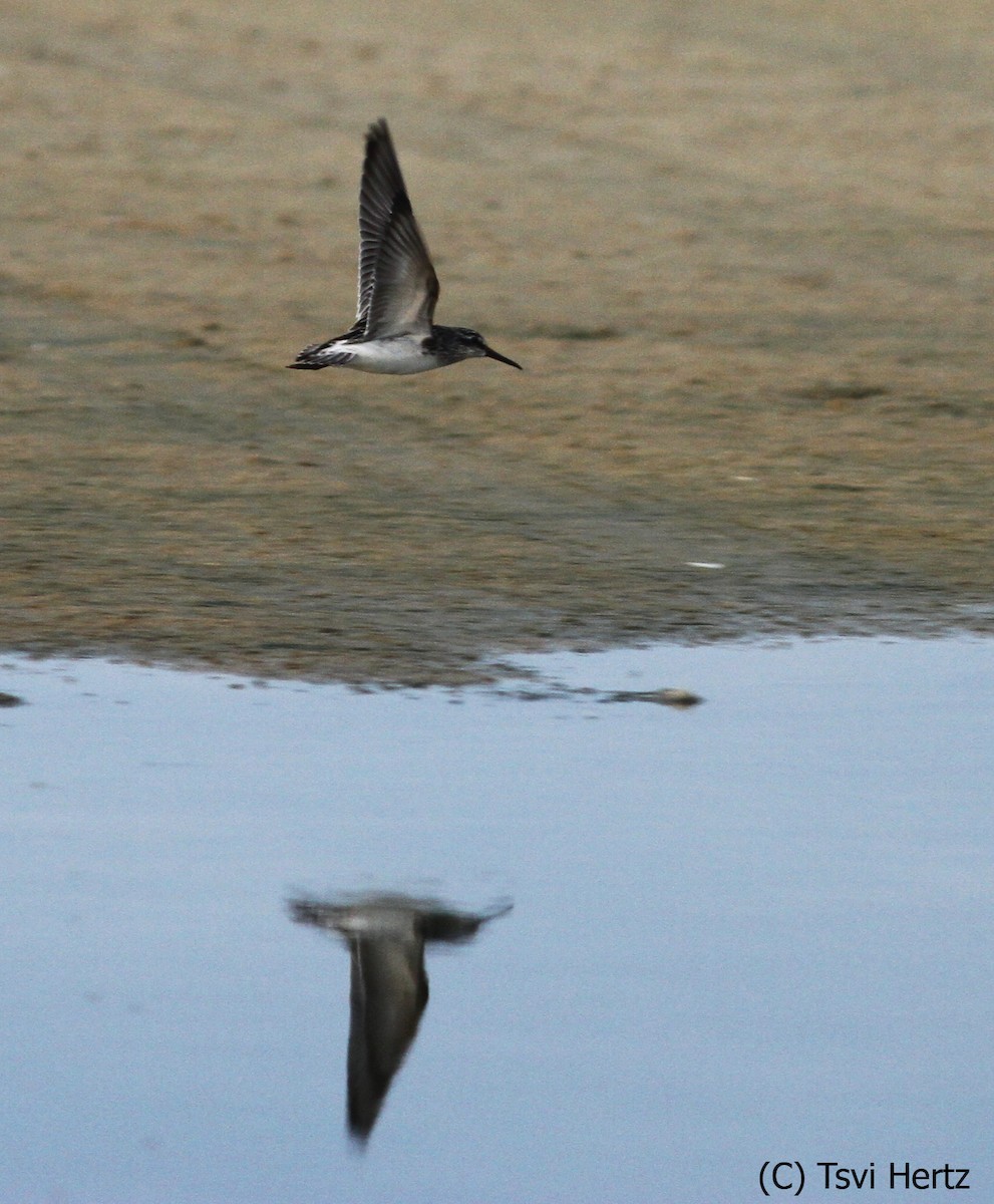 Bécasseau falcinelle - ML652198397