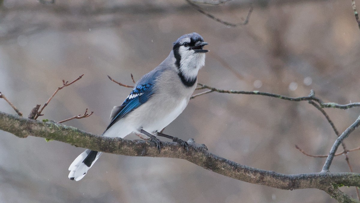 Сизойка блакитна - ML652198406