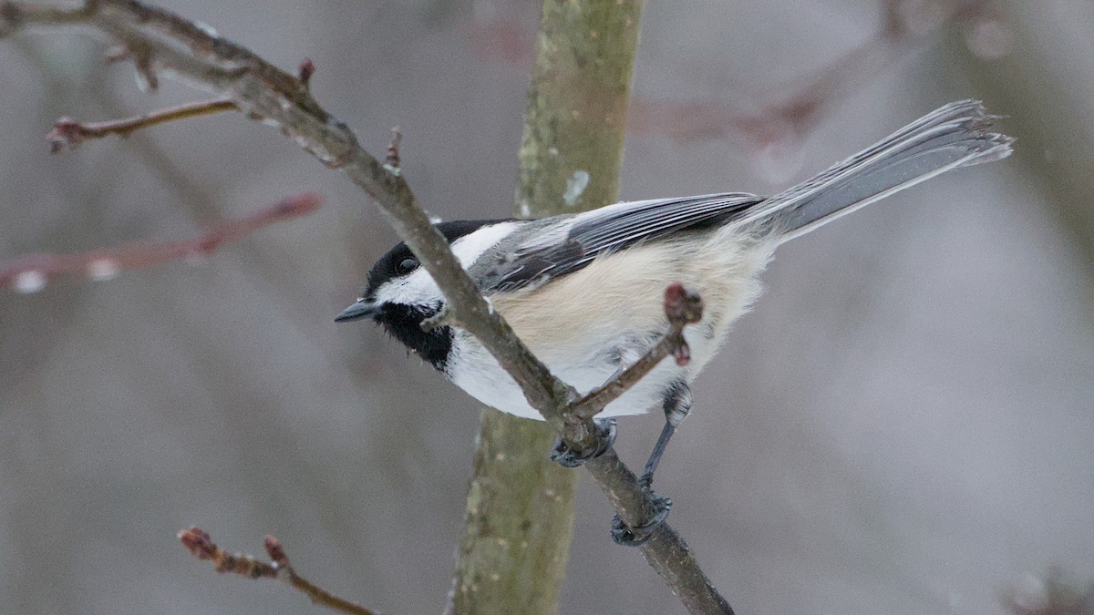 Гаїчка світлокрила - ML652198412