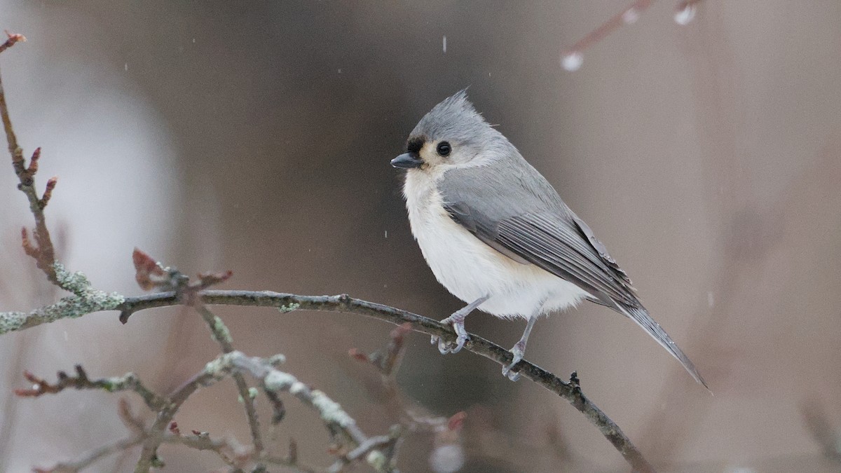 Синиця гострочуба - ML652198420