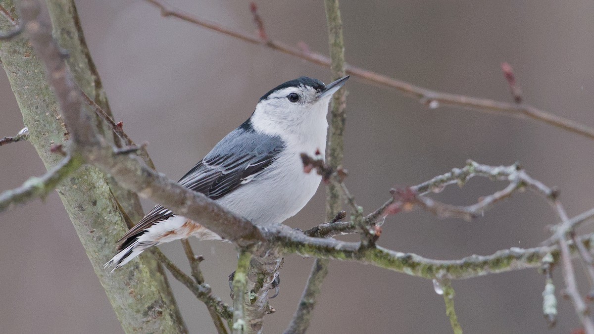 Повзик каролінський - ML652198430