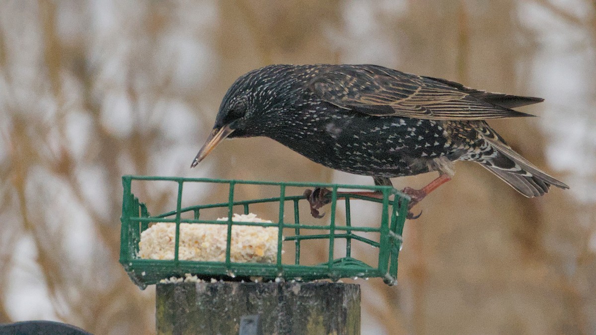 Шпак звичайний - ML652198436
