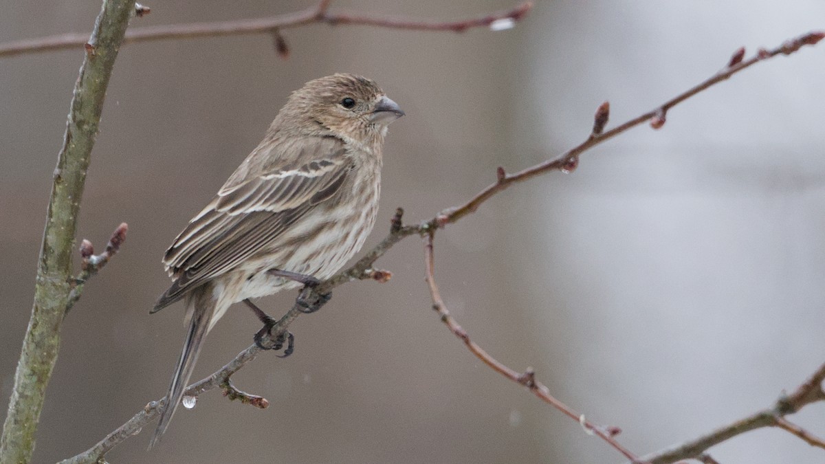 Чечевиця садова - ML652198440