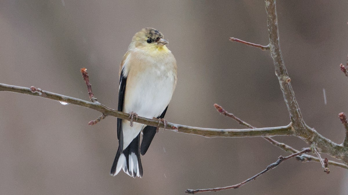 Чиж золотий - ML652198445